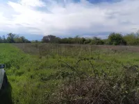 Plac — Pasi poljana — fotografija 1