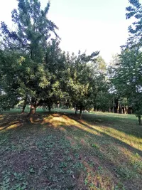Plac — Grivac — fotografija 9