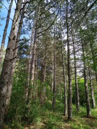 Plac — Berbatovo — fotografija 1