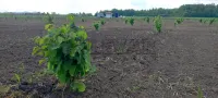 Plac — Gornje Jarušice — fotografija 1