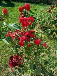 Kuća — Patrijarha Dimitrija — fotografija 8