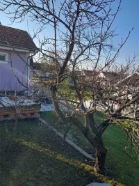 Kuća — 19. oktobra — fotografija 5